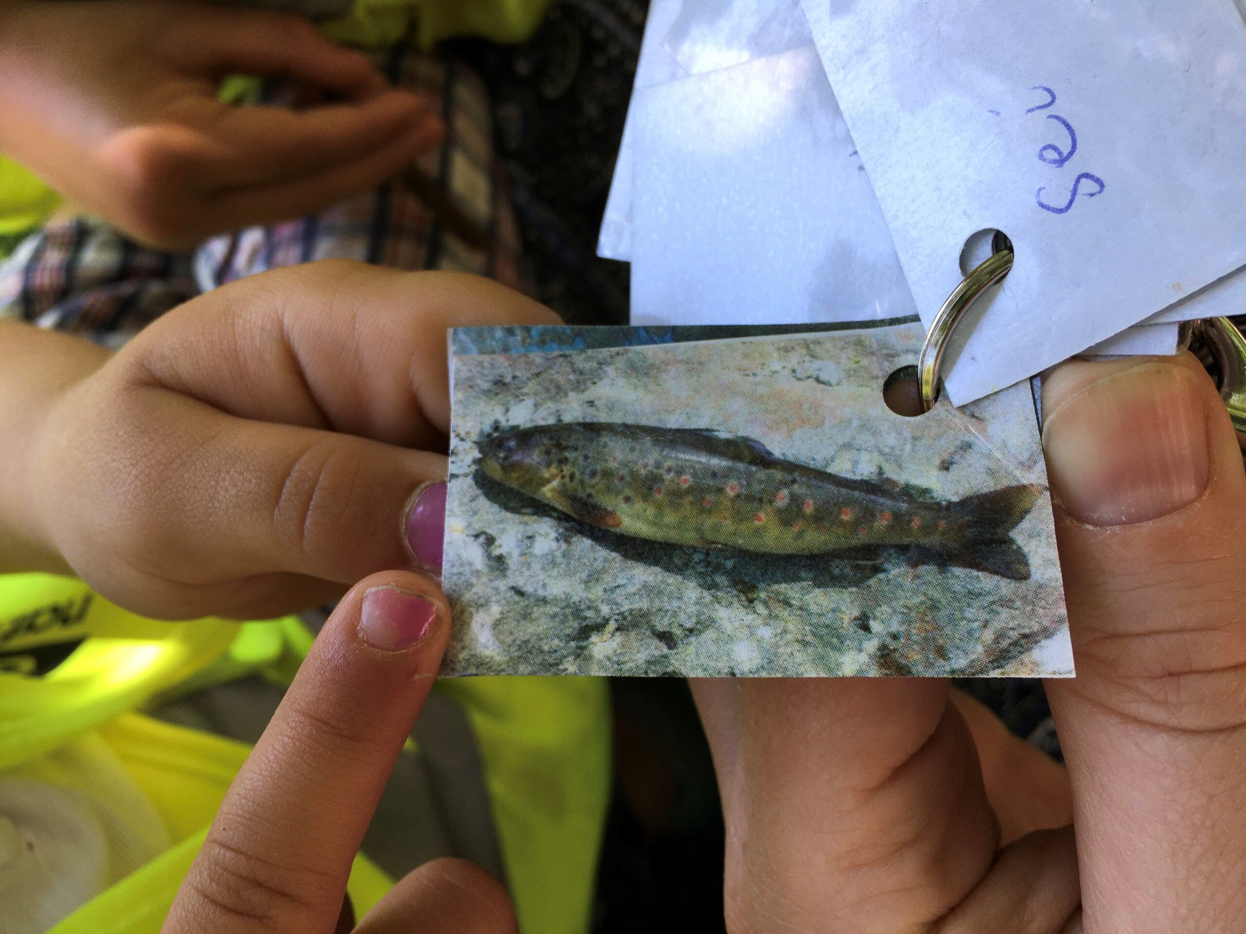 Naturfagskort. Foto: Kine Beate Øynes