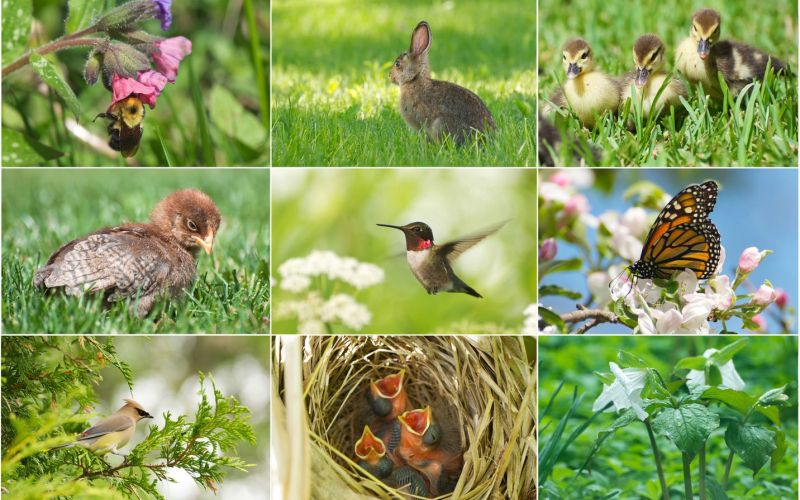 Bildekollasj av ni ulike natur- dyrebilder.