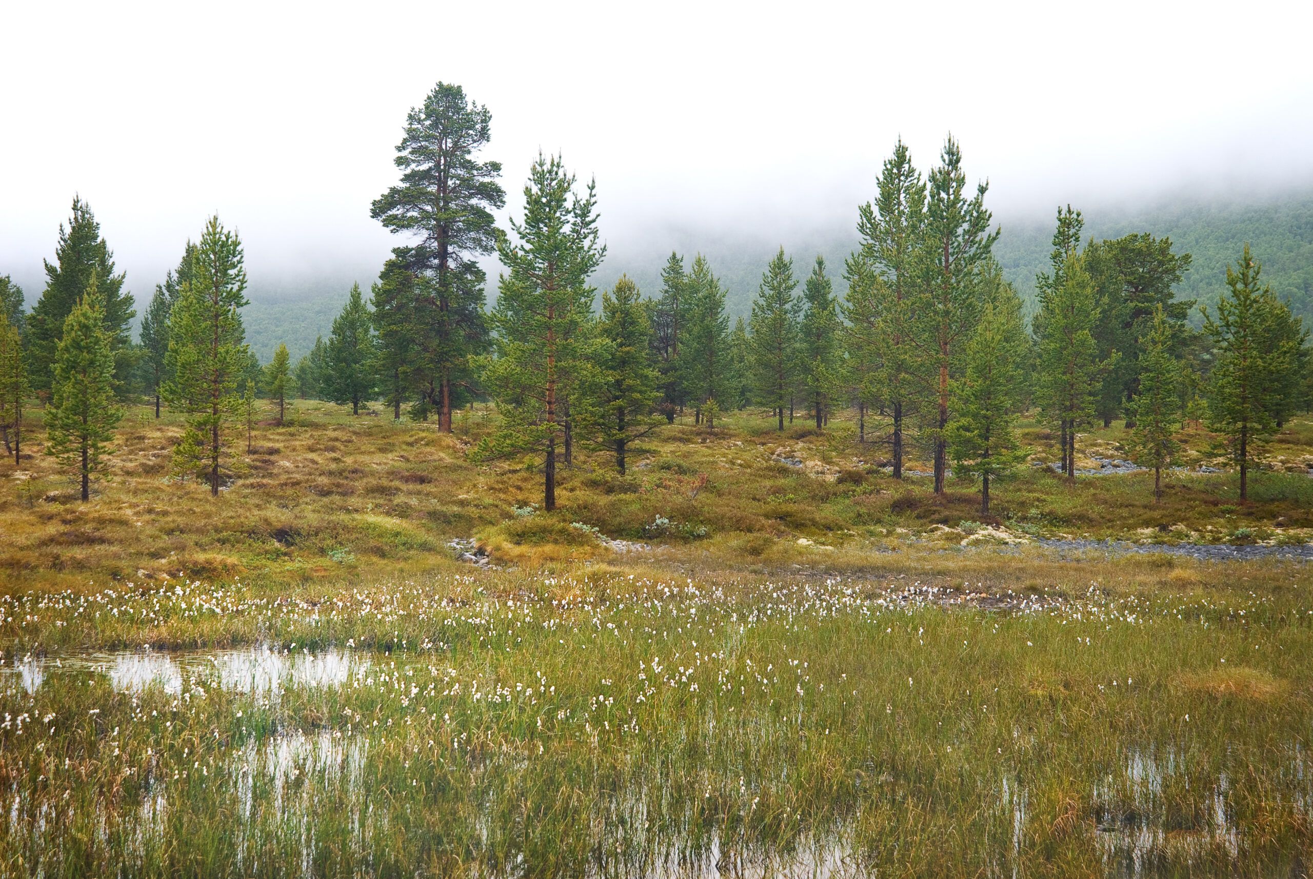 Skog og myrlandskap