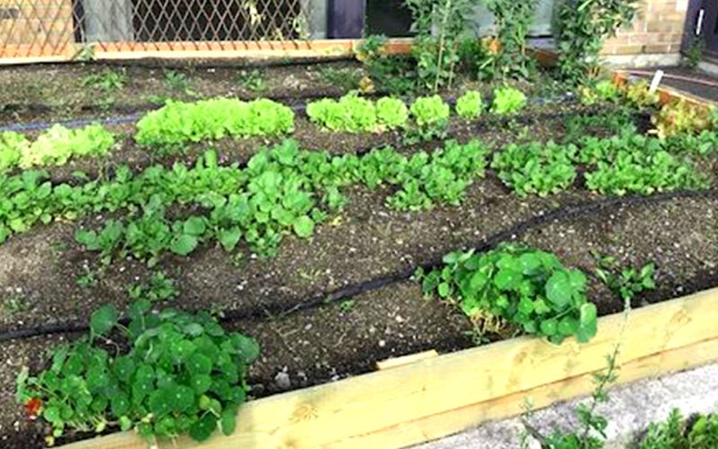 jord og planter i kjøkkenhage