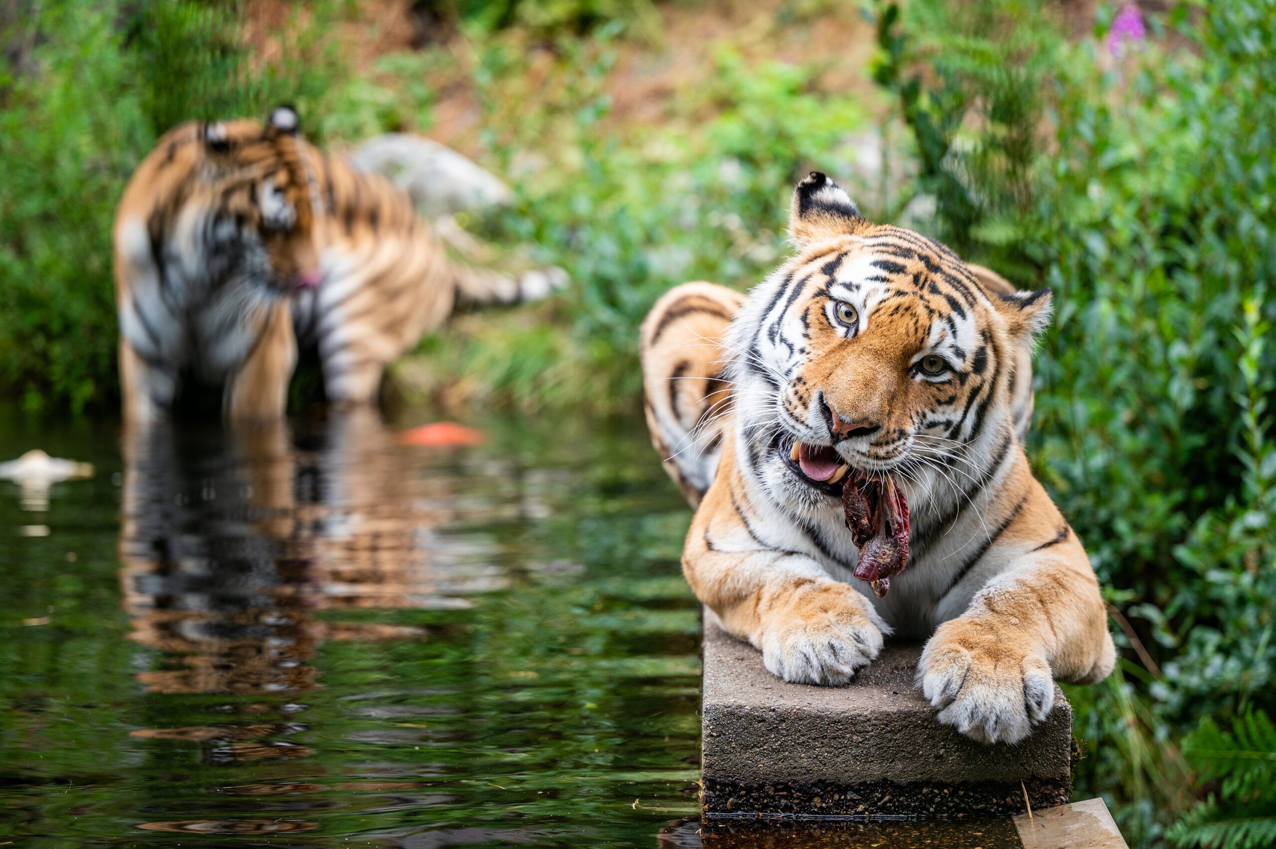 To tigere i en liten bekk i Dyreparken i Kristiansand