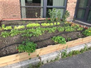 kjøkkenhage utenfor skole