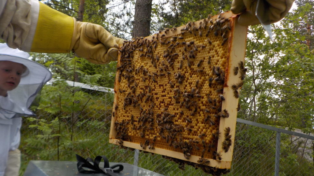 Hareveien barnehage bierøkting