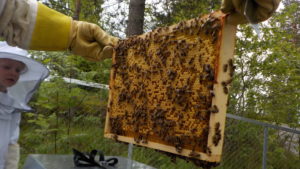 Hareveien barnehage bierøkting