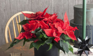 Bilde av rød juleblomst med glitter