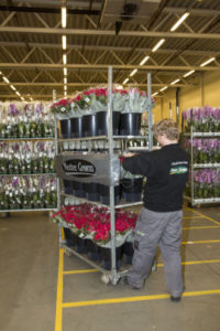 MAnn som trekker stativ med blosmter