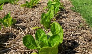 Grønnsaker dyrkes i egen hage