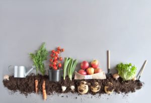 Grønnsaker og jord