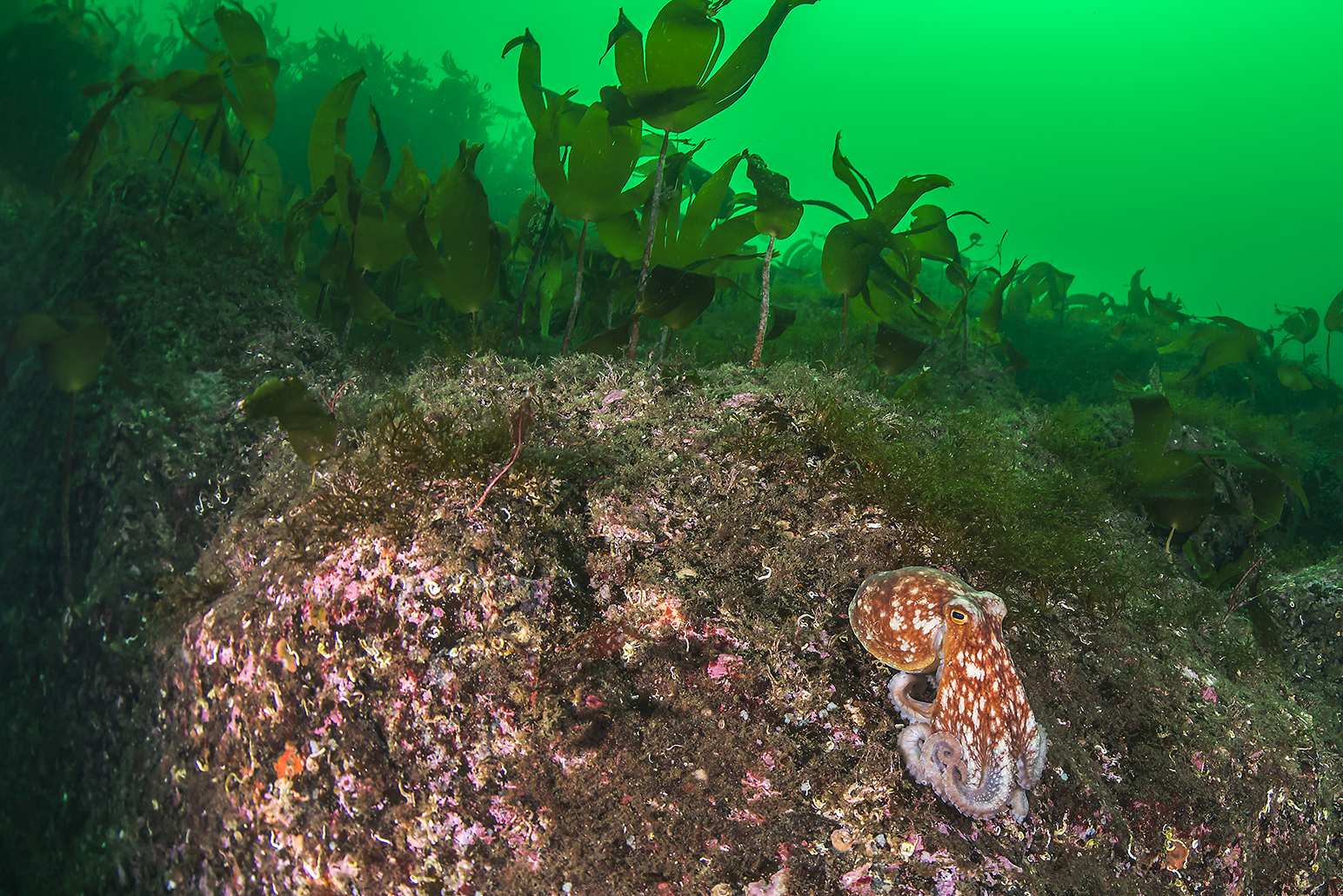Foto: Erling Svensen
Utgiver: Ocean Photo
Artsdatabanken: https://www.artsdatabanken.no/taxon/Cephalopoda/473